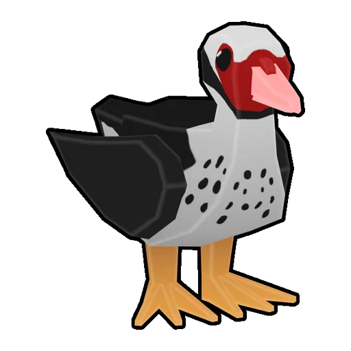 Muscovy Duck